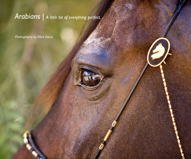 View Arabians | A little bit of everything perfect. by Photography by Kent Davis