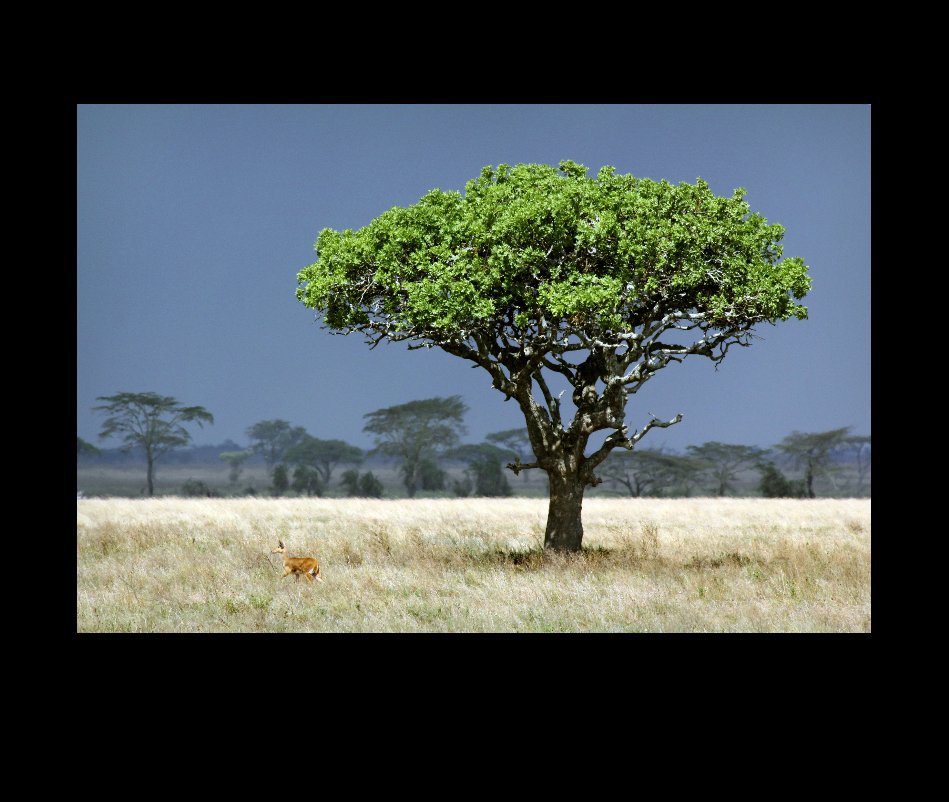 View Tanzania by Tom Spawton