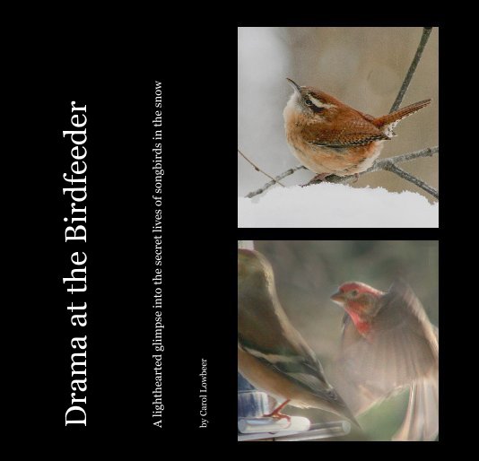 View Drama at the Birdfeeder by Carol Lowbeer