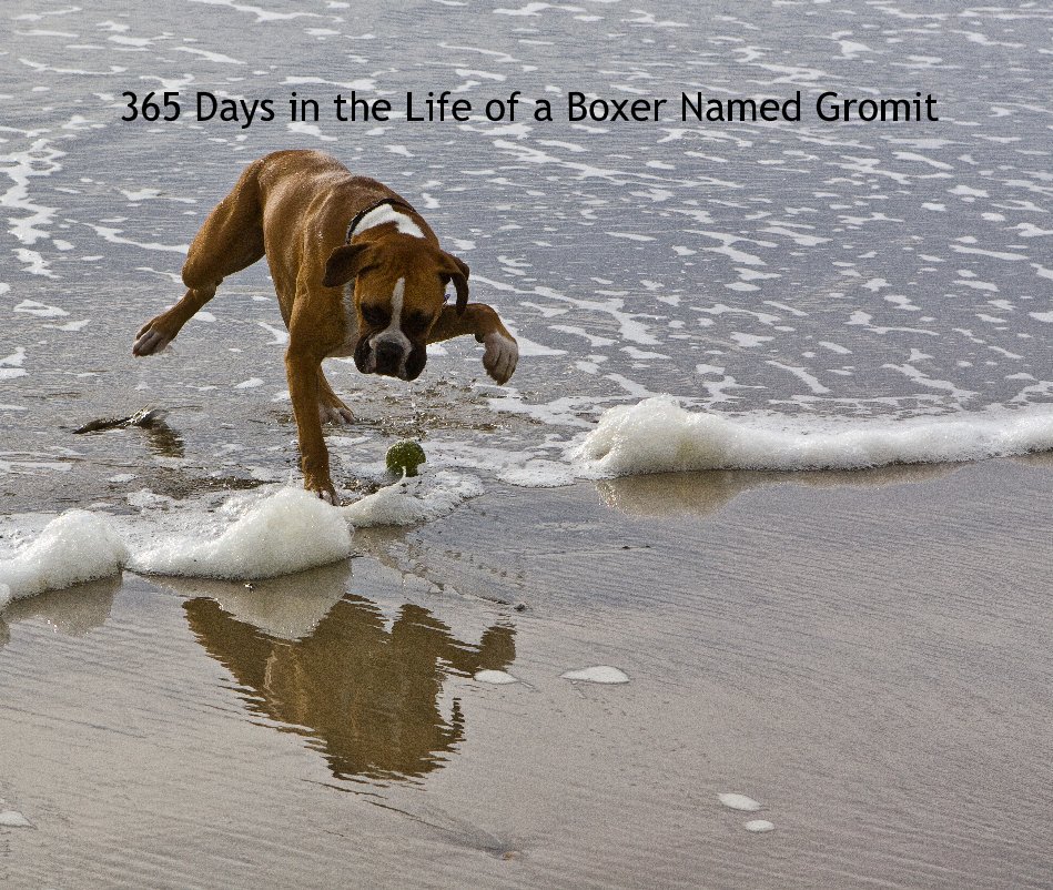 Bekijk 365 Days in the Life of a Boxer Named Gromit op Diane K. Costello