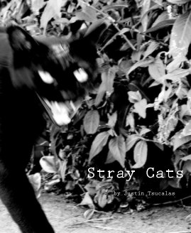 Stray Cats book cover