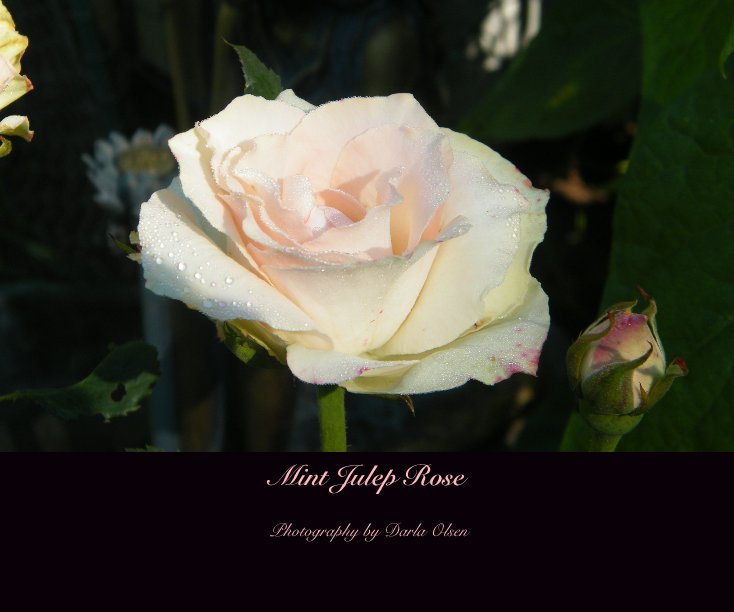 View Mint Julep Rose by Photography by Darla Olsen