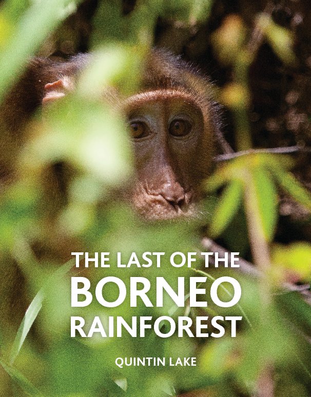 View The Last of the Borneo Rainforest by Quintin Lake