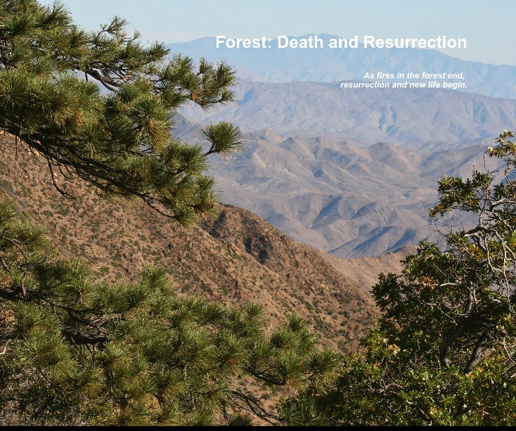 View Forest: Death and Resurrection by Maggi Davis