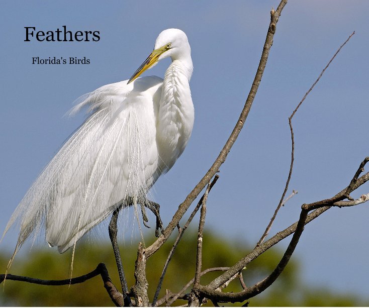 View Feathers by Kim Warden