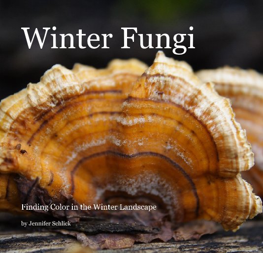 View Winter Fungi by Jennifer Schlick