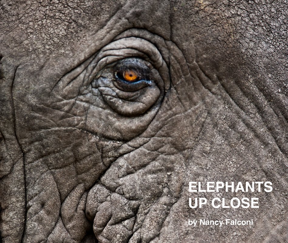 View Elephants Up Close by Nancy Falconi