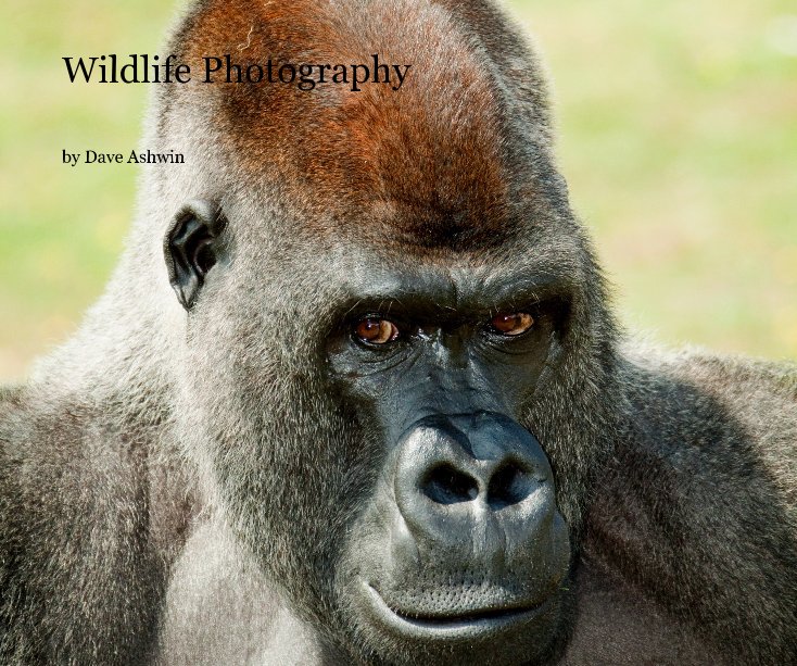 View Wildlife Photography by Dave Ashwin