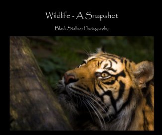 Wildlife - A Snapshot book cover