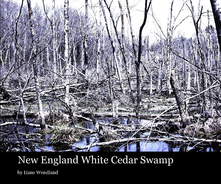 Ver New England White Cedar Swamp por Hans Wendland
