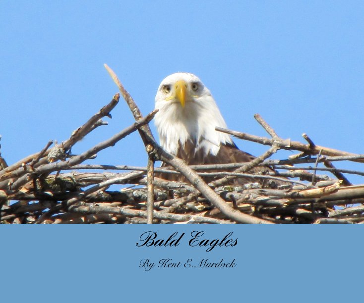 View Bald Eagles by Kent Murdock