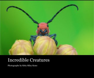 Incredible Creatures book cover