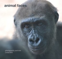 animal faces book cover