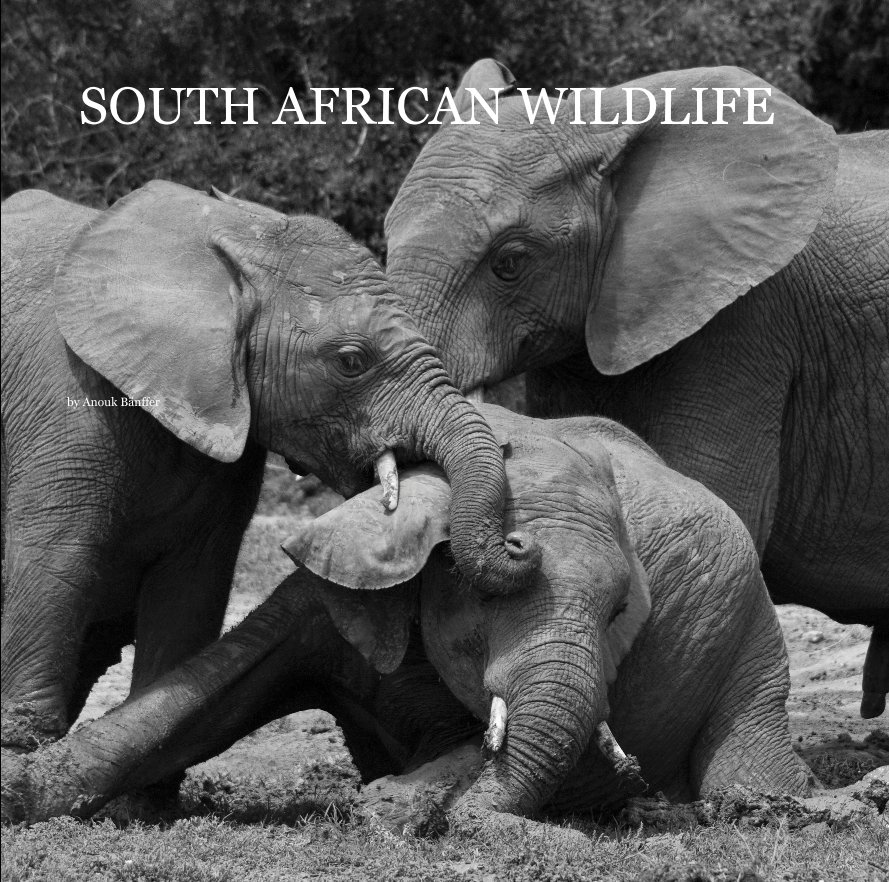 Ver SOUTH AFRICAN WILDLIFE por Anouk Bänffer Fotografie