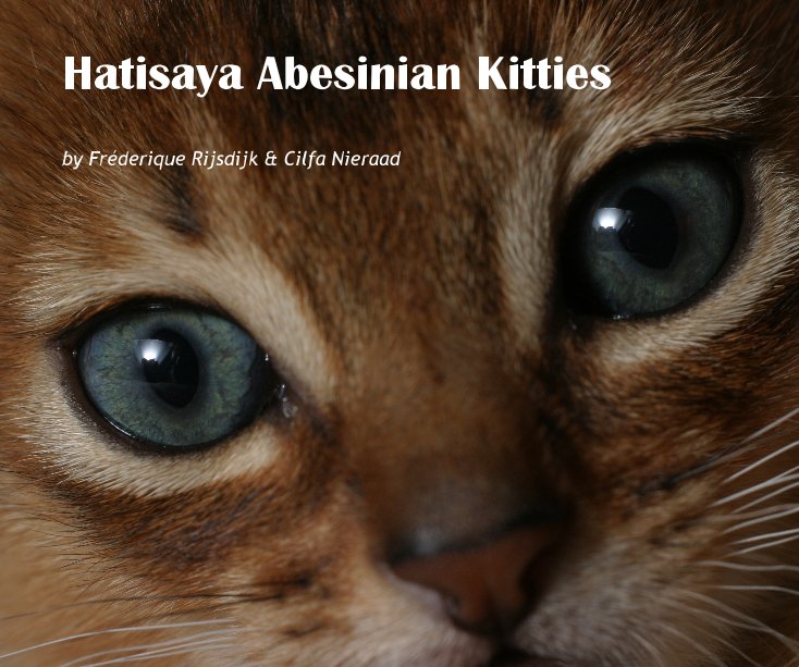 Bekijk Hatisaya Abessinian Kitties op Cilfa Nieraad & Frederique Rijsdijk