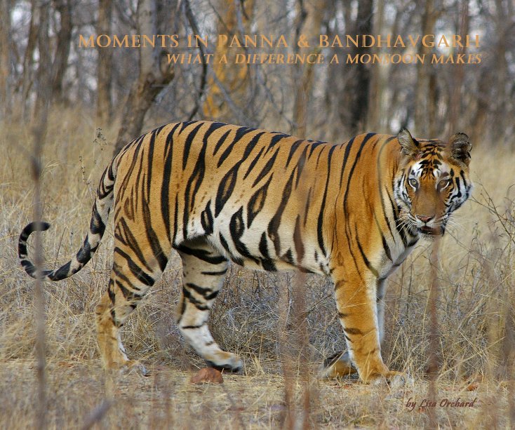 View Moments in Panna & Bandhavgarh by Lisa Orchard