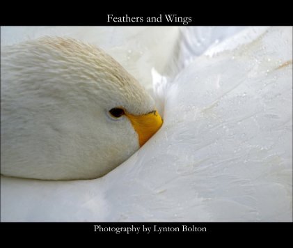 Feathers and Wings book cover