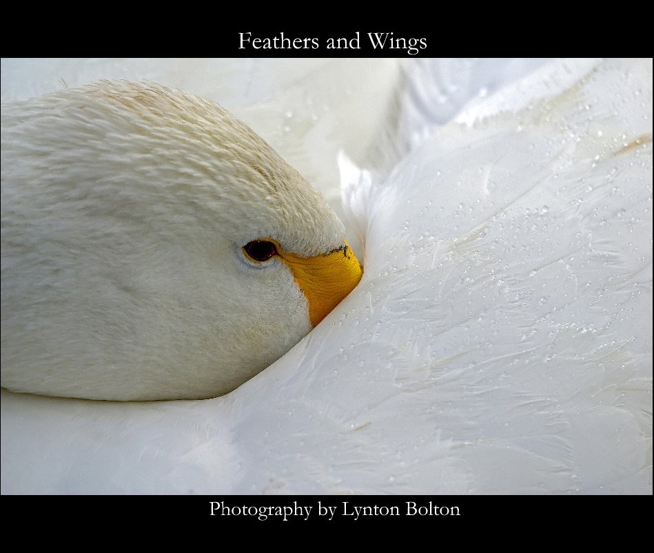 Ver Feathers and Wings por Photography by Lynton Bolton