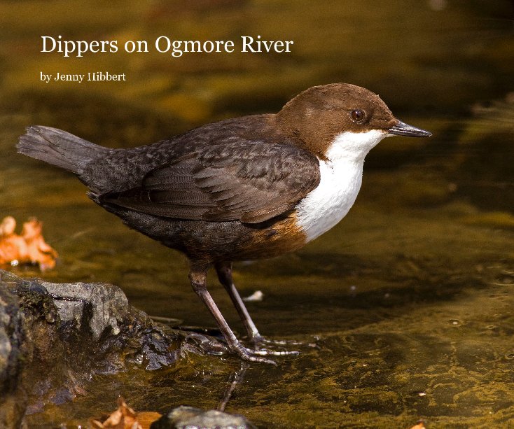 Ver Dippers on Ogmore River por Jenny Hibbert
