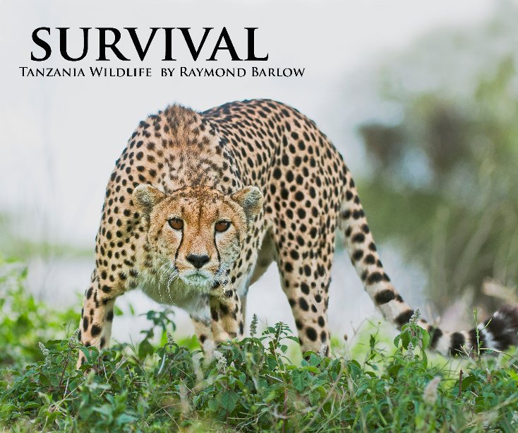 View Survival by Raymond Barlow