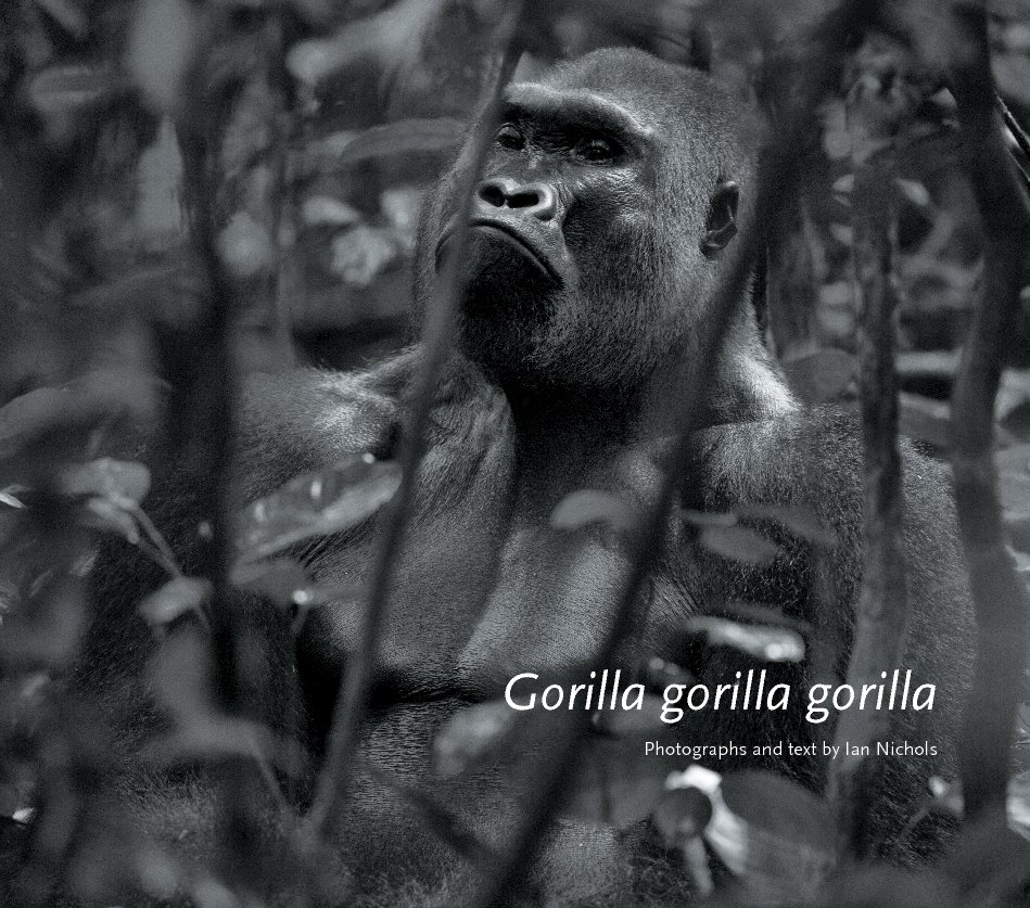 View Gorilla gorilla gorilla by Ian Nichols