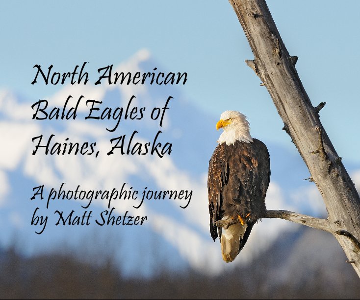 View North American Bald Eagles of Haines, Alaska by A photographic journey by Matt Shetzer