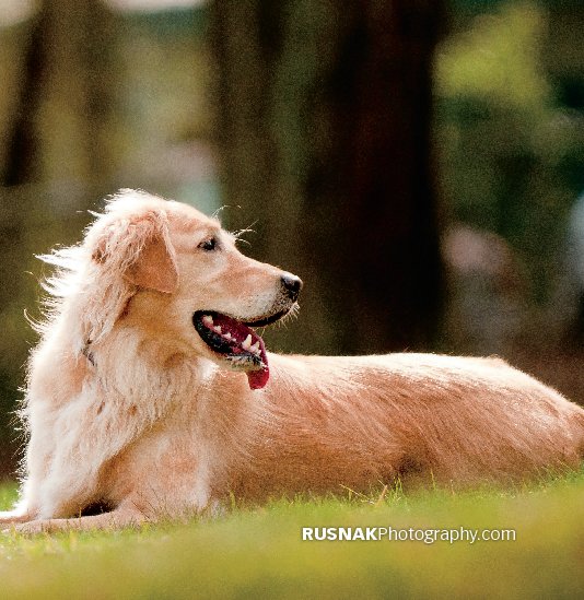 View Fine Art of Canine Photography Volume One by Chris A Rusnak