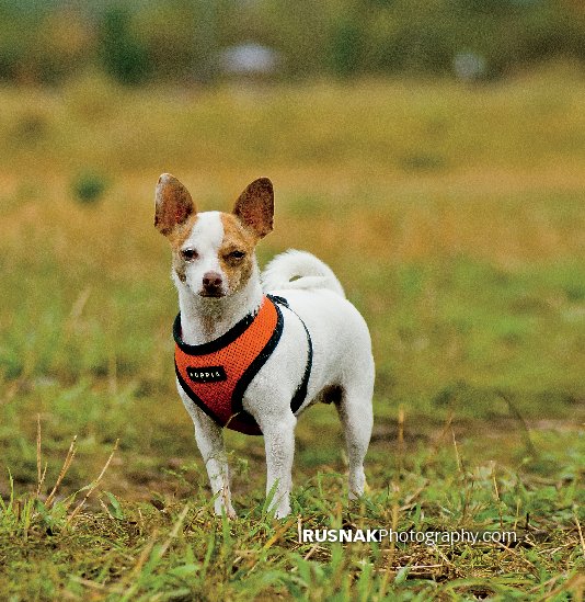 Ver Fine Art of Canine Photography Volume Two por Chris A Rusnak