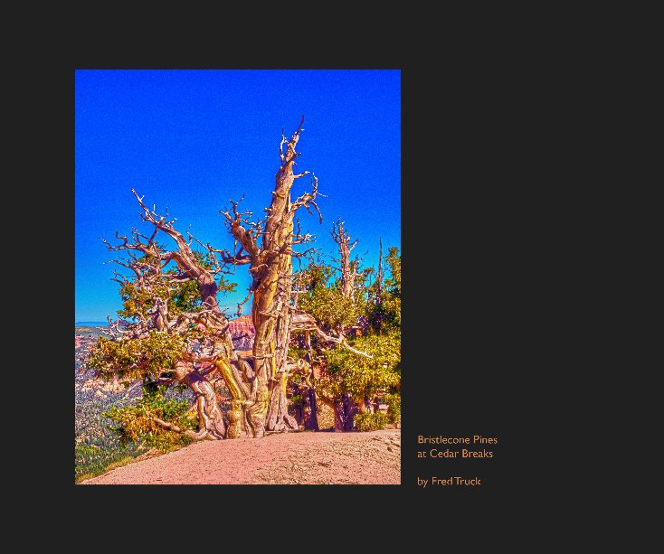 View Bristlecone Pines at Cedar Breaks by Fred Truck