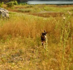 Portfolio book cover