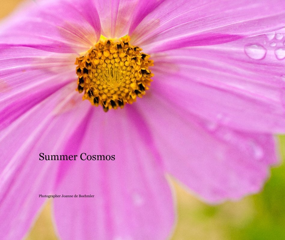 View Summer Cosmos by Joanne de Boehmler