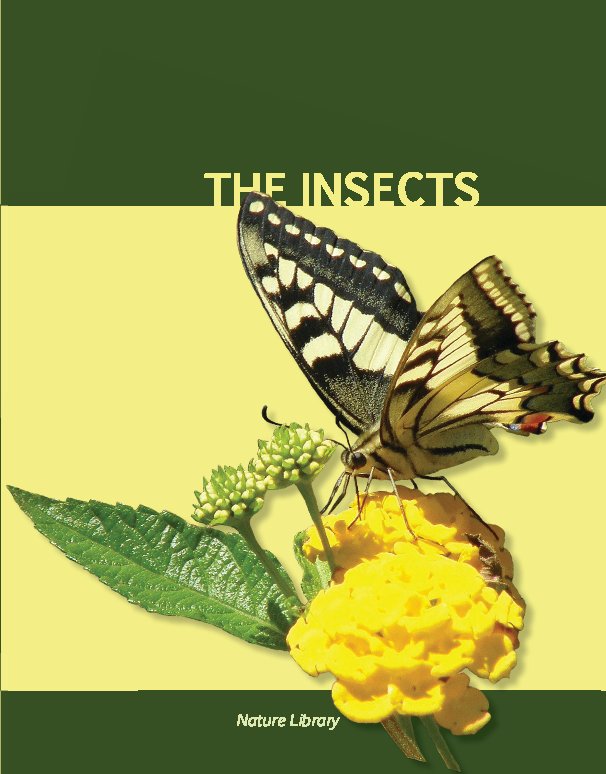 View The Insects by Kimberly Kascak