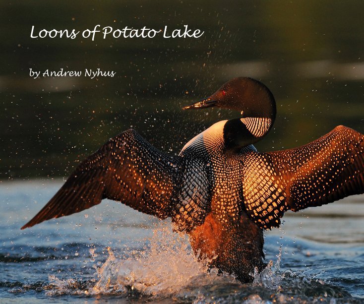 View Loons of Potato Lake by Andrew Nyhus