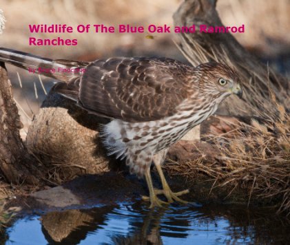 Wildlife Of The Blue Oak and Ramrod Ranches book cover