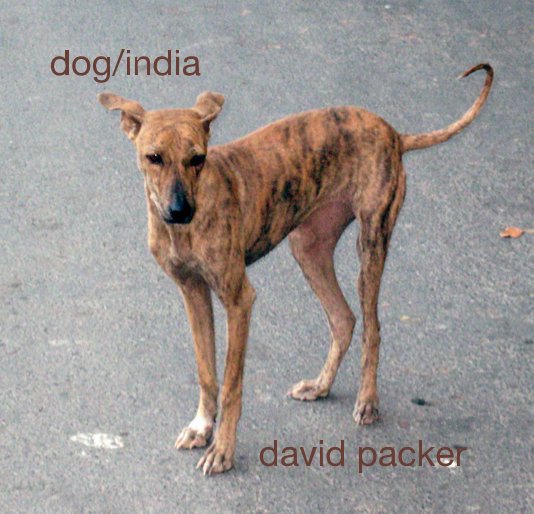 View dog/india by David Packer