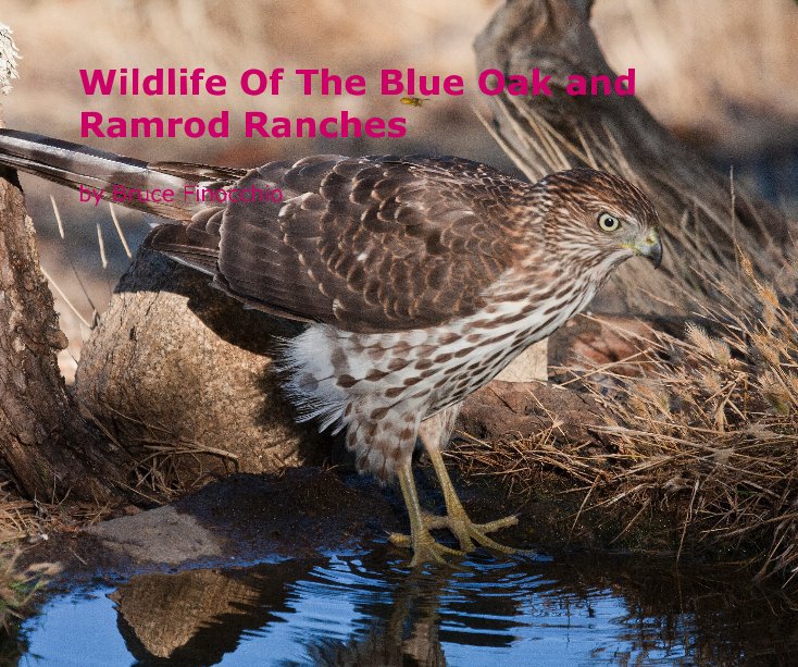 View Wildlife Of The Blue Oak and Ramrod Ranches by Bruce Finocchio