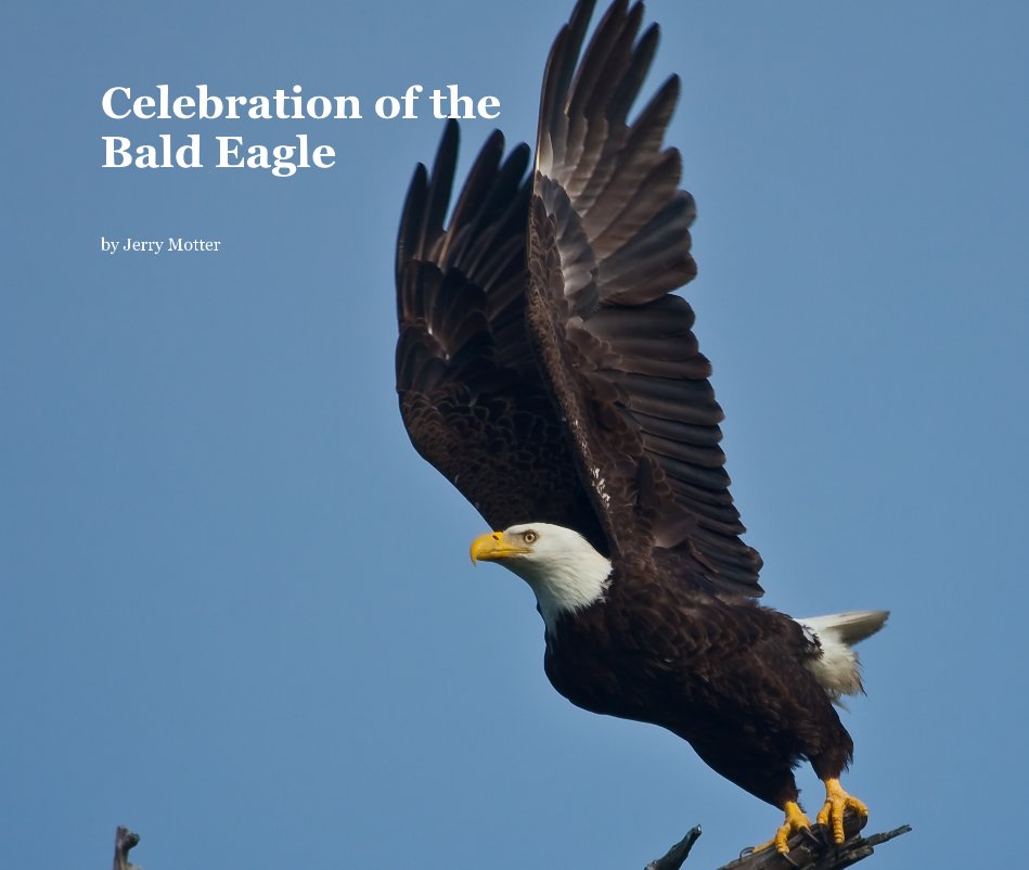 View Celebration of the Bald Eagle by Jerry Motter
