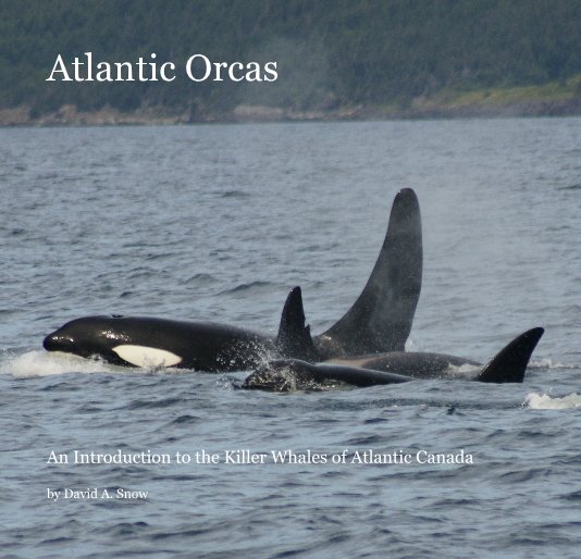 View Atlantic Orcas by David A. Snow