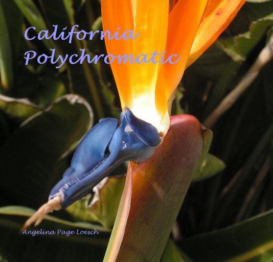 View California Polychromatic by Angelina Page Loesch