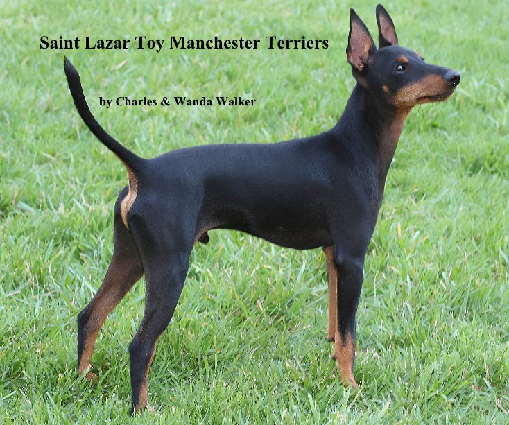 View Saint Lazar Toy Manchester Terriers by Charles & Wanda Walker