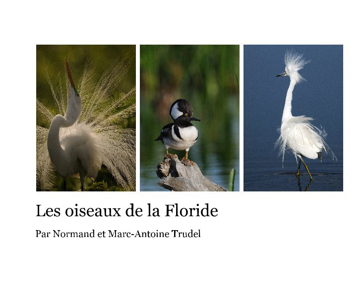 View Les oiseaux de la Floride by Normand et Marc-Antoine Trudel