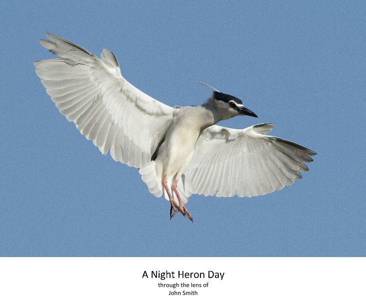 View A Night Heron Day by John Smith