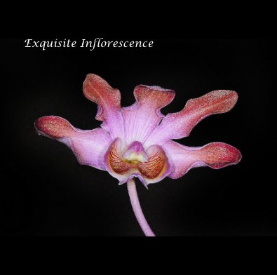 Exquisite Inflorescence book cover