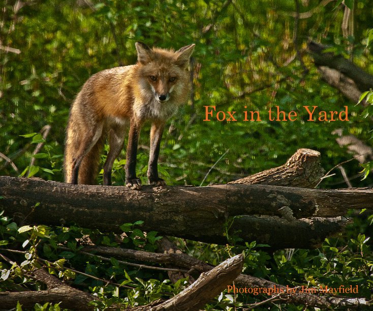Ver Fox in the Yard por Photographs by Jim Mayfield