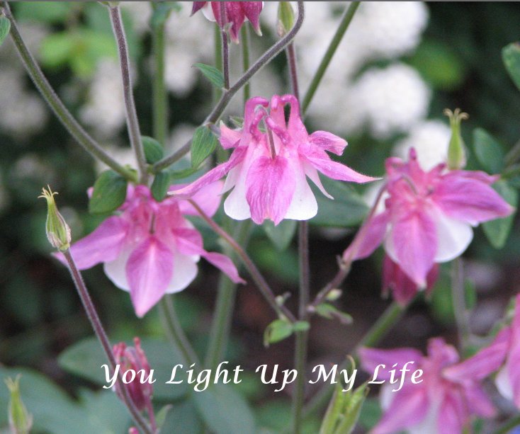 View You Light Up My Life by Betsy McCabe