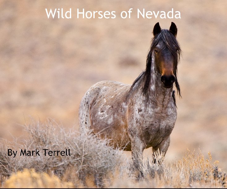 Wild Horses Of Nevada Von Mark Terrell Blurb Bucher Deutschland