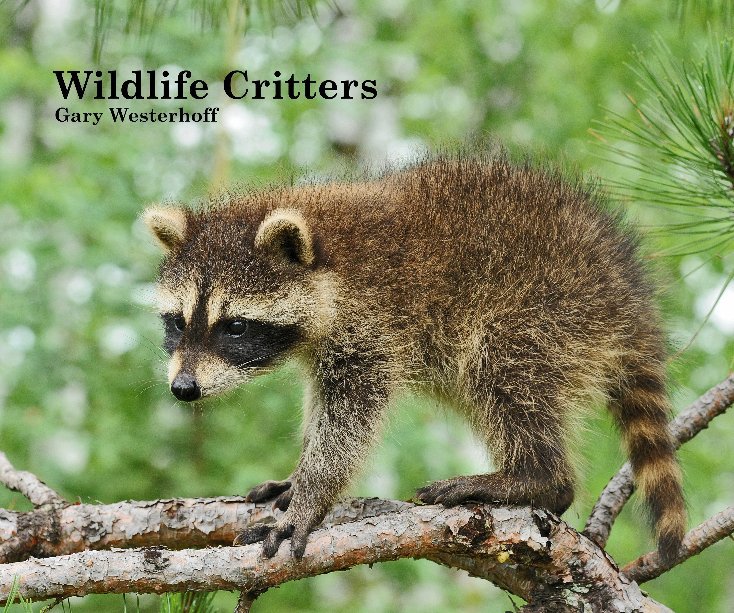 View Wildlife Critters by westerho