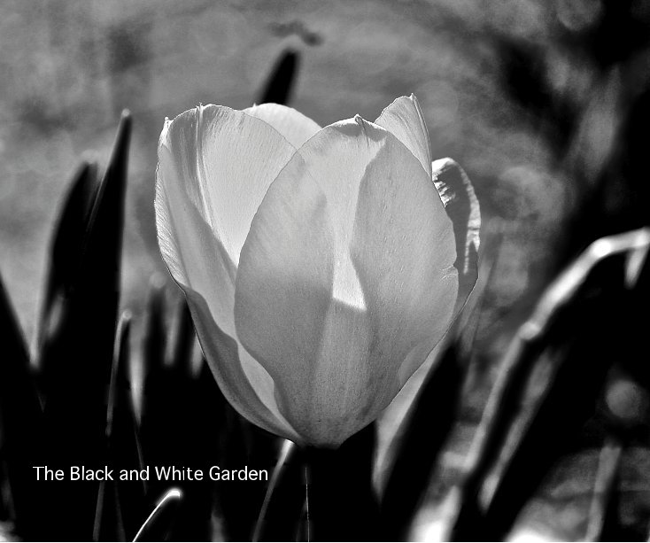View The Black and White Garden by Carmen M. Doubrava