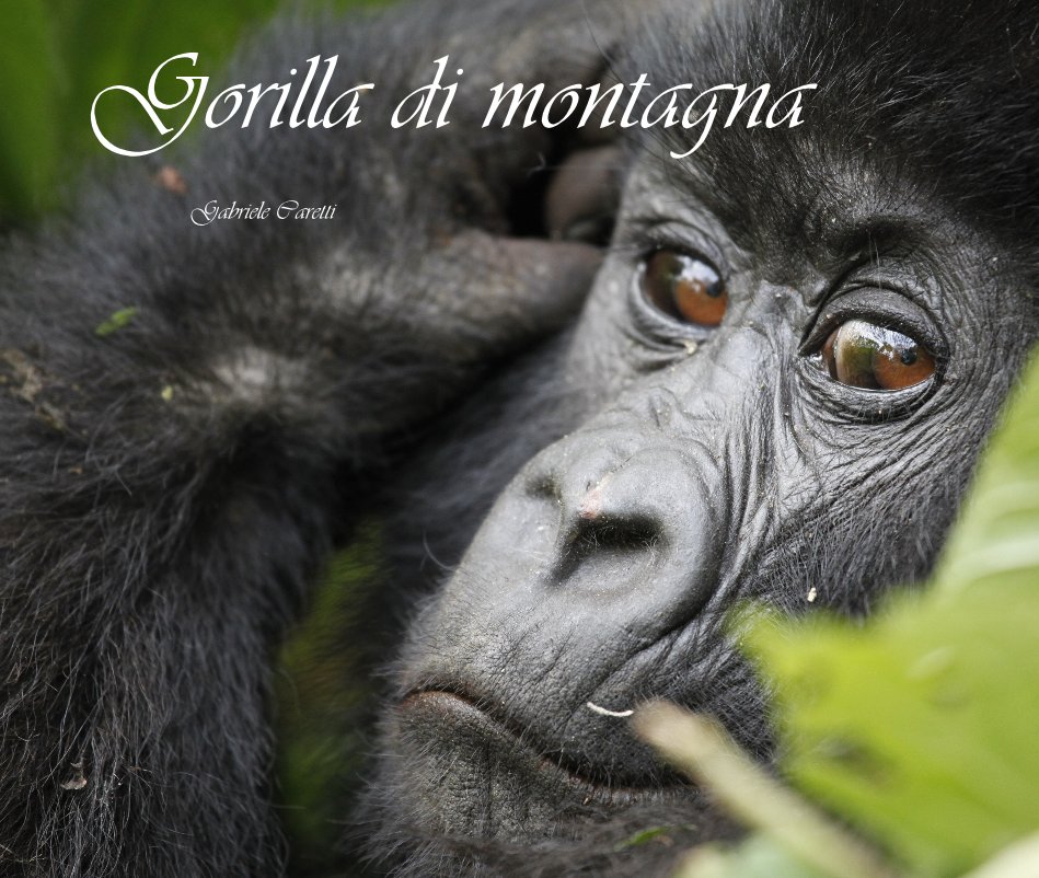 View Gorilla di montagna by Gabriele Caretti