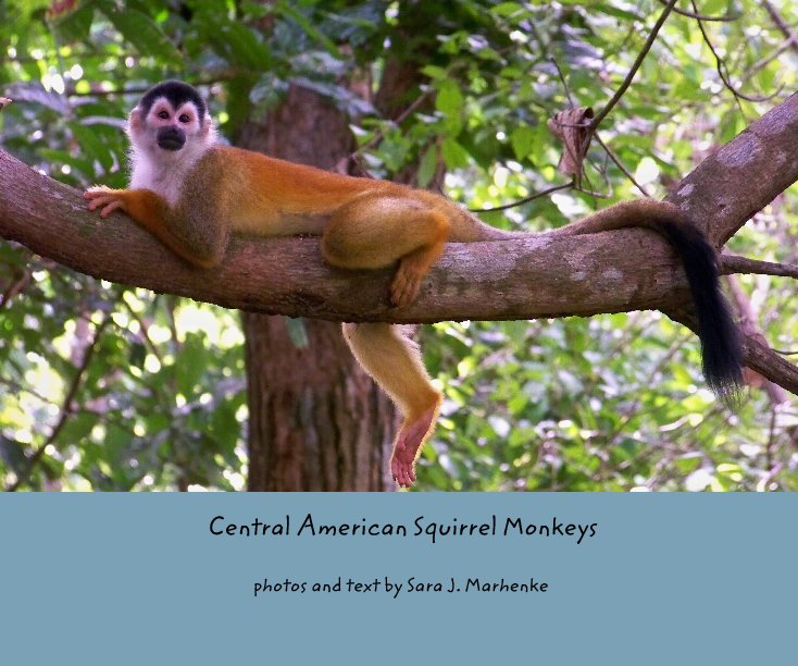 View Central American Squirrel Monkeys by photos and text by Sara J. Marhenke